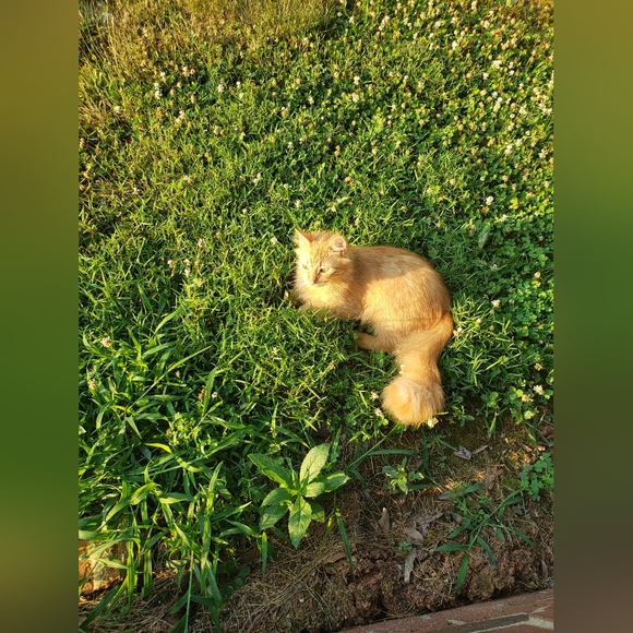 Meet your Posher, Kaitlyn 🌺 - Picture 5 of 5